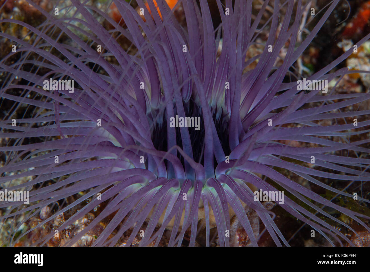 Tube Anemone, Kontiki Reef, Mactan, Cebu, Philippinen Stockfoto