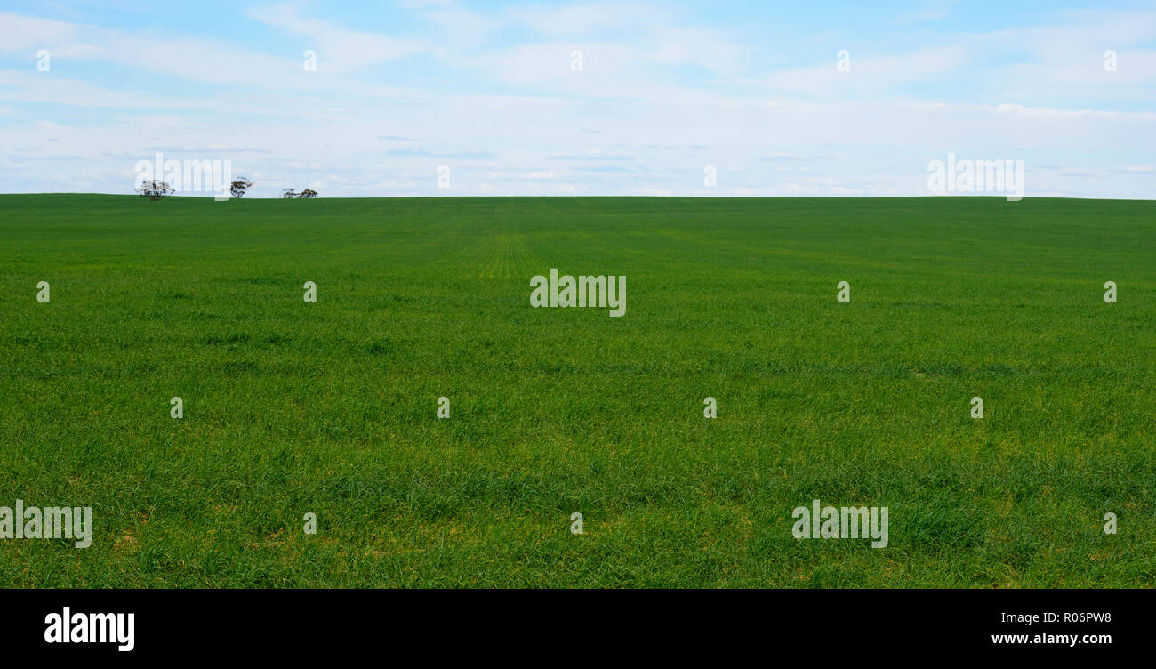 Ackerland von grünen Weide im landwirtschaftlichen Bereich in ländlichen Südaustralien Stockfoto