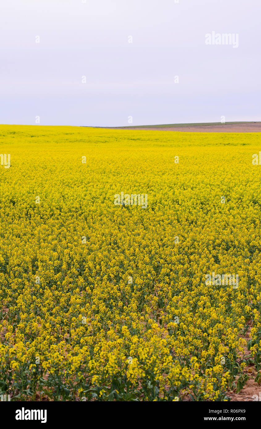 Felder der Gelbe Raps pflanzen in Blüte in South Australia Stockfoto