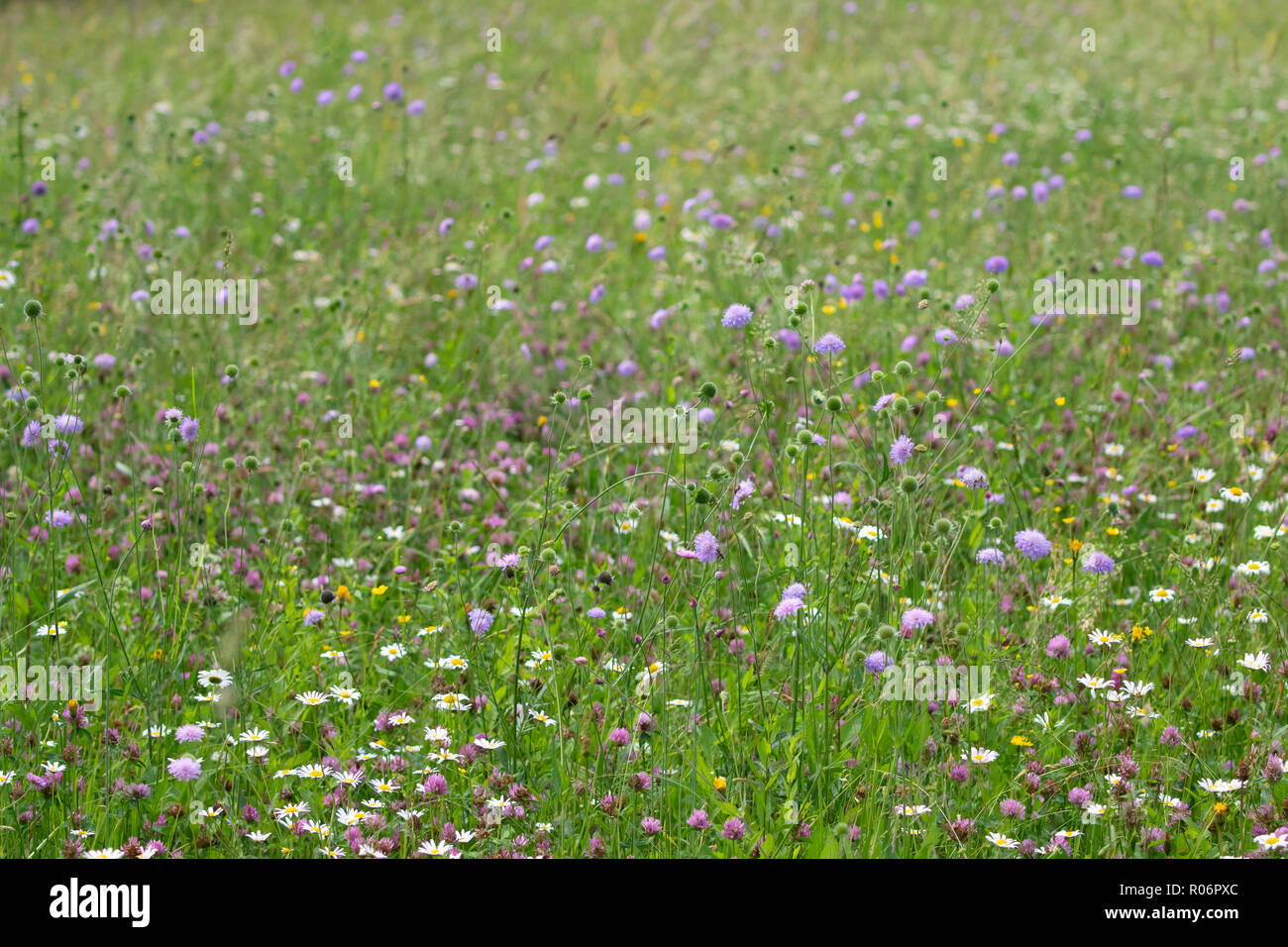 Eine artenreiche Wilde Blumenwiese in voller Blüte in den späten Frühling. In der Nähe von Bohinj, Slowenien übernommen. Stockfoto