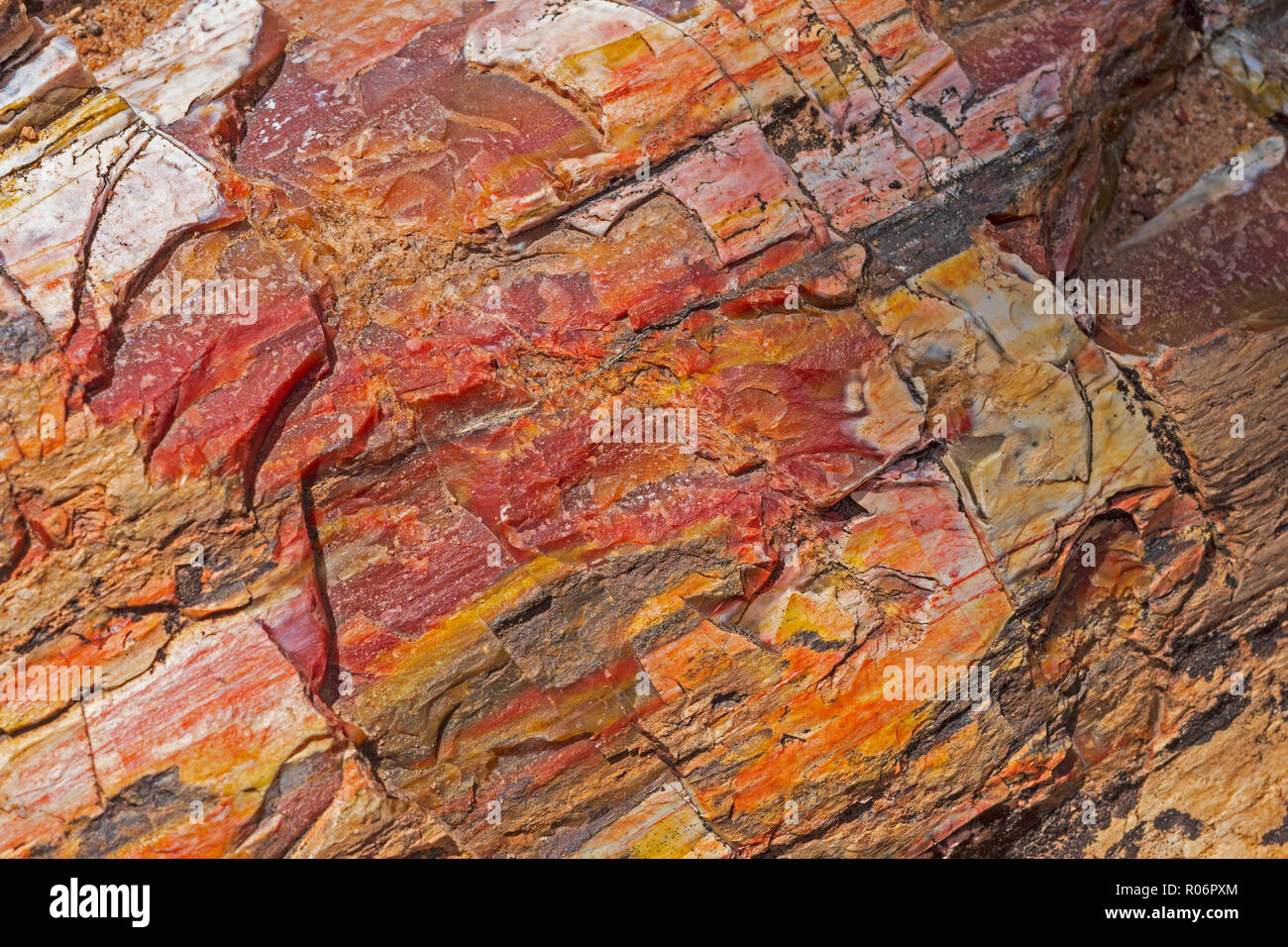 Versteinerte Rock Close-up in Escalante Petrified Forest in Utah Stockfoto