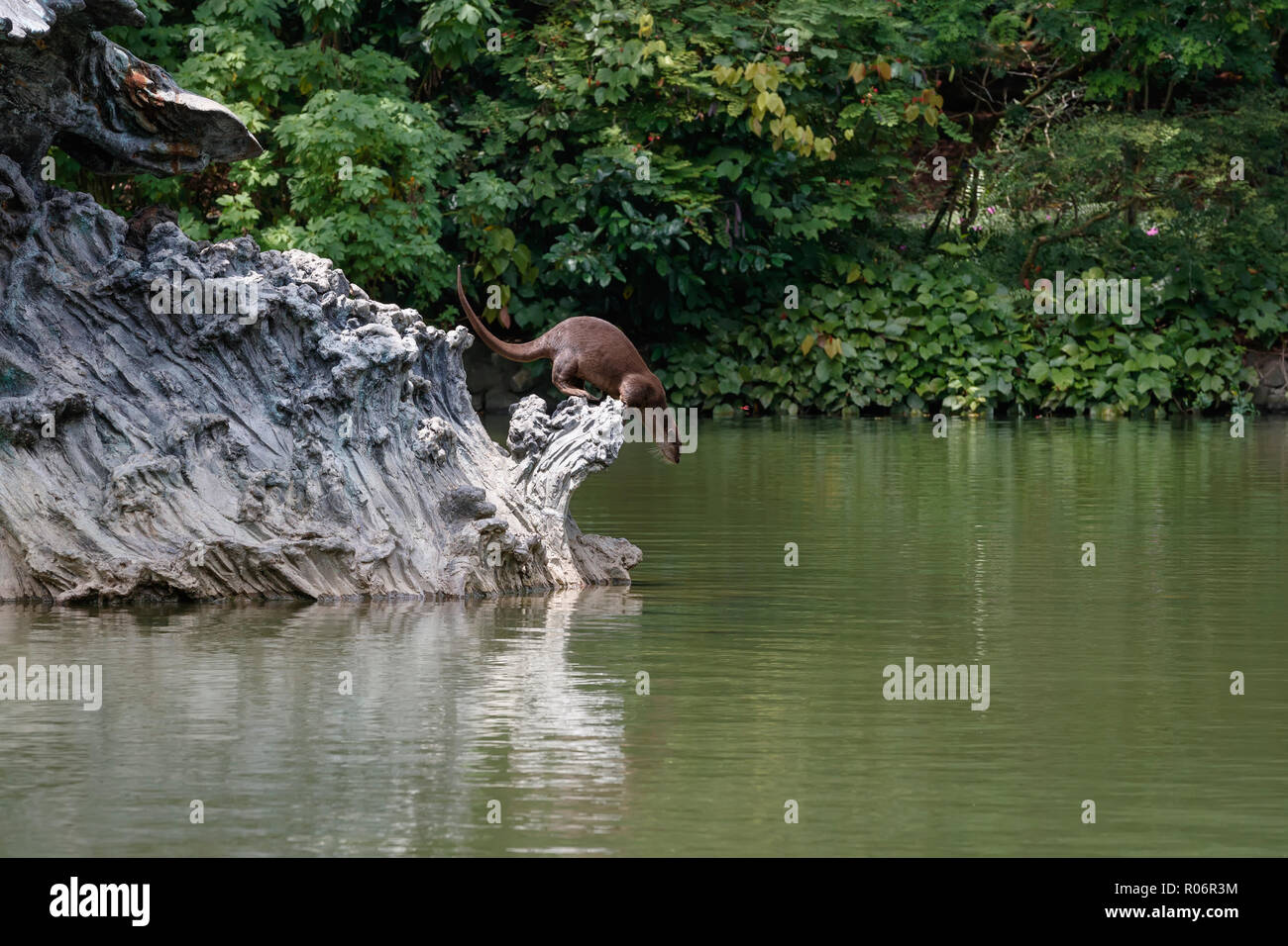 Glatte beschichtete Otter tauchen nach Spotting ein Fisch Stockfoto