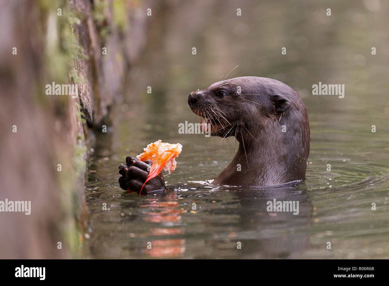 Glatte beschichtete Otter essen ein Karpfen in Singapur Botanischen Gärten Stockfoto