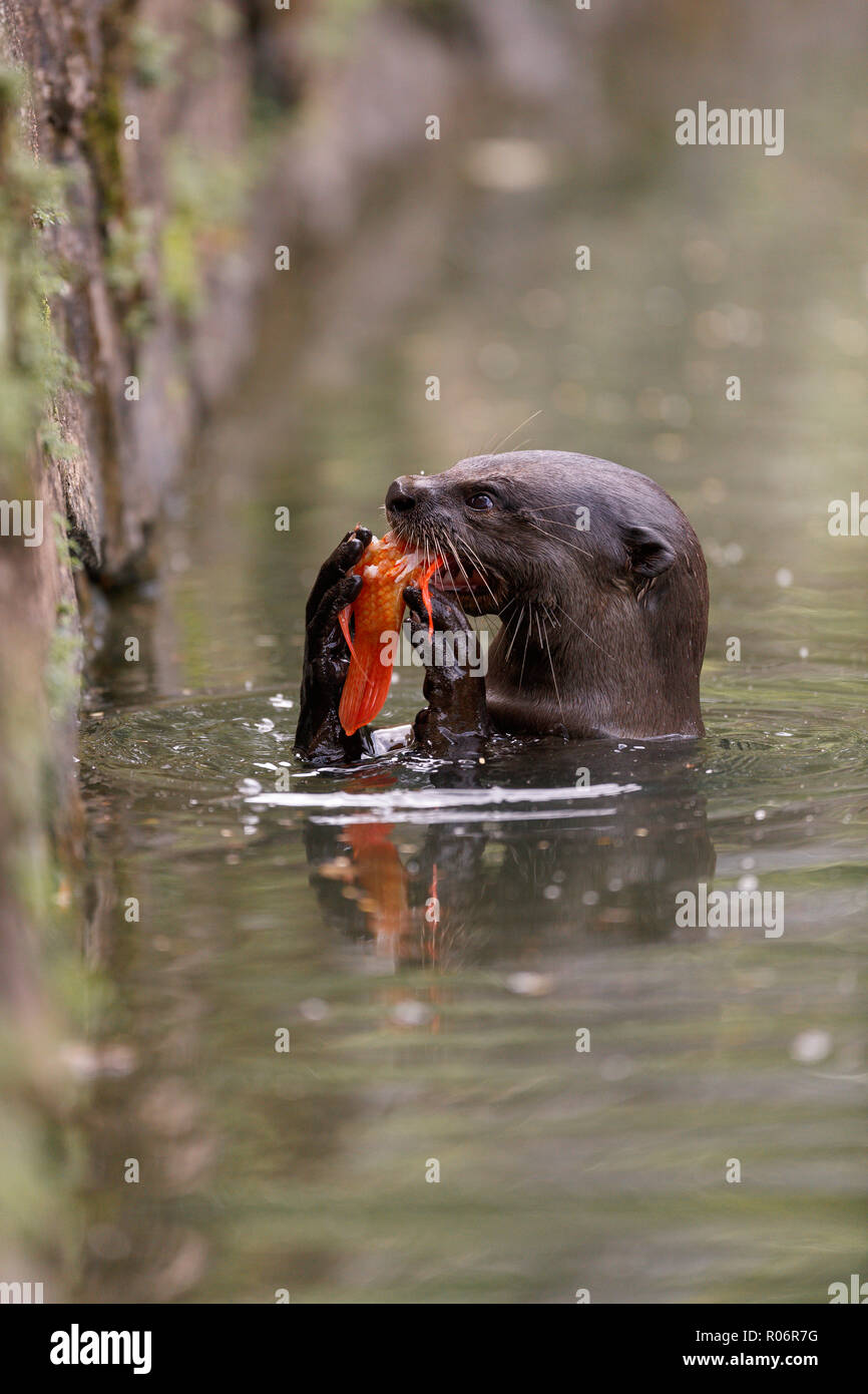 Glatte beschichtete Otter essen ein Karpfen in Singapur Botanischen Gärten Stockfoto