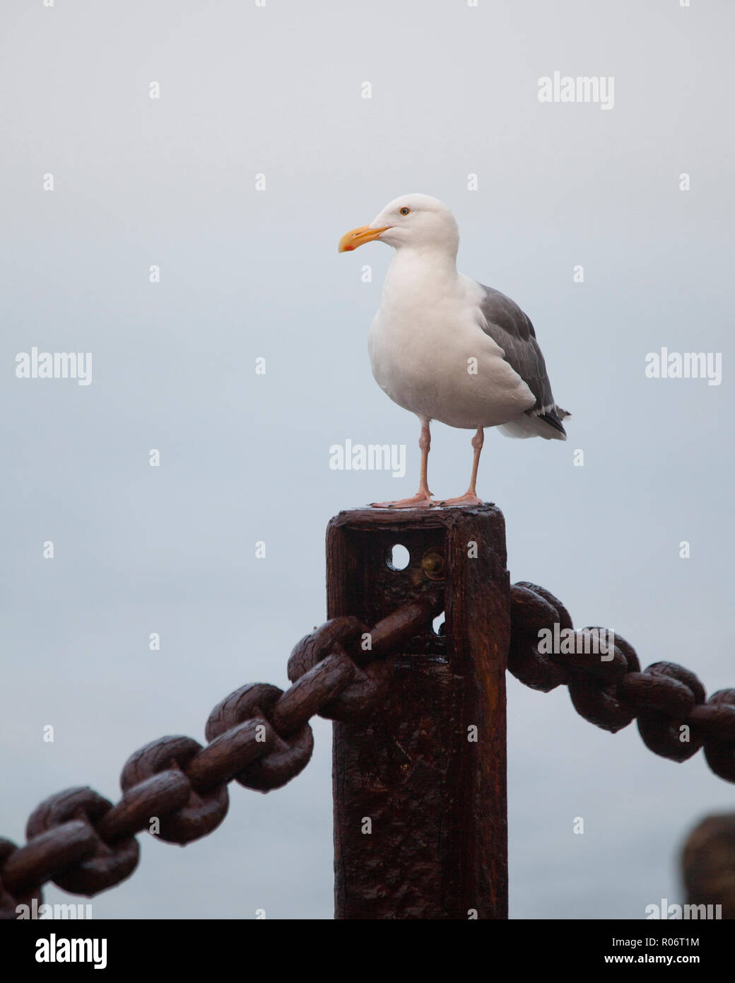 Kalifornische Möwe (Larus Californicus) - Kalifornien, USA Stockfoto