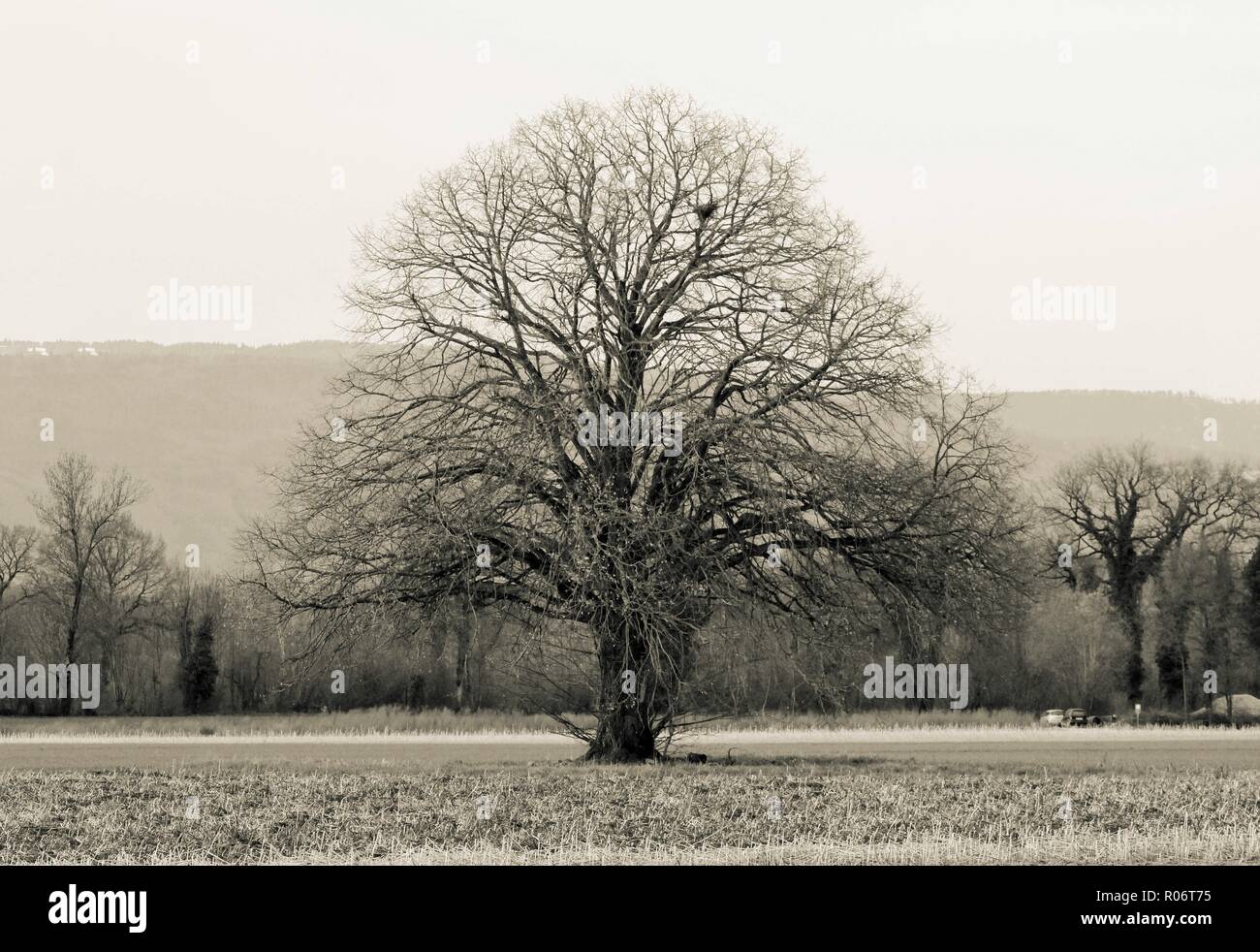 Landwirtschaftliche Landschaft mit Feld- und Baum Stockfoto
