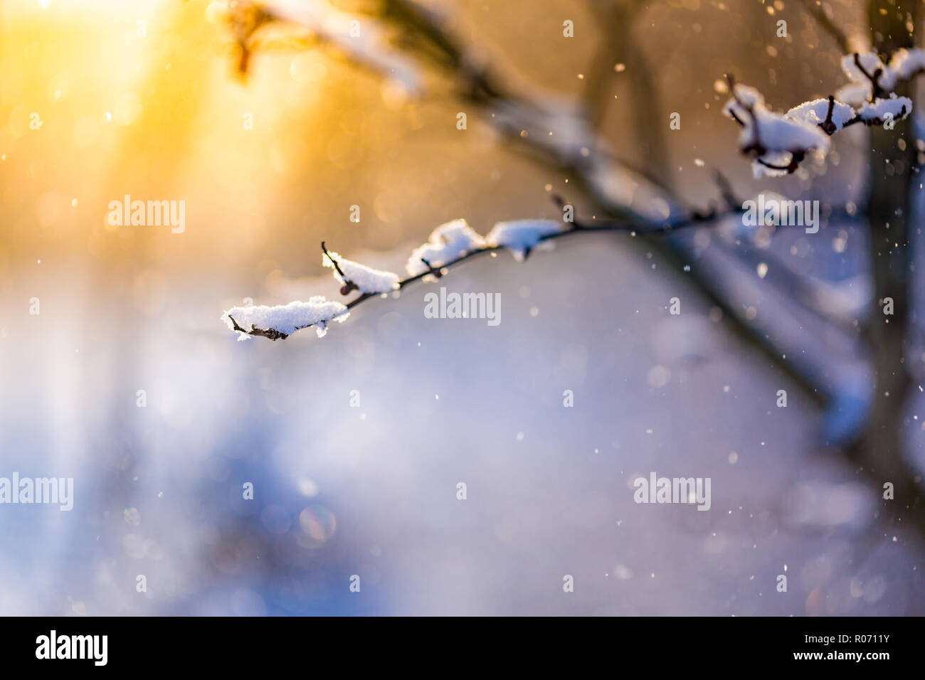 Schönen winter closeup, verschneiten Zweig im Abendlicht. Abstrakte Winter Hintergrund Stockfoto