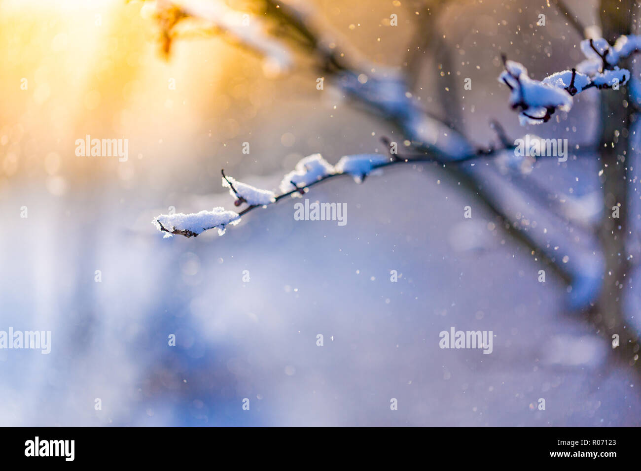 Schönen winter closeup, verschneiten Zweig im Abendlicht. Abstrakte Winter Hintergrund Stockfoto
