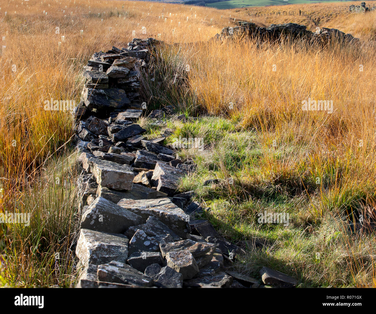 Zerbrochene Steinmauer in die West Pennine Moors Verfahren düsteren Moor. Stockfoto