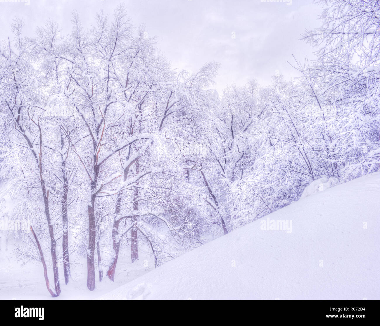 Winterlandschaft mit verschneiten Bäumen entlang der Winter Park - Winter verschneite Szene in vintage Töne Stockfoto