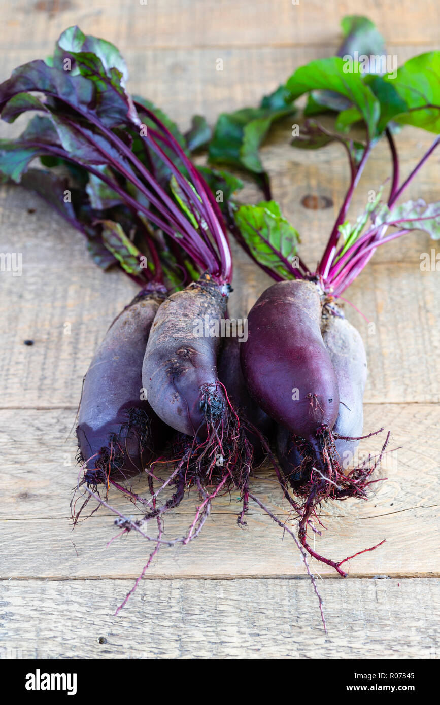 Rote Bete Alto, lange Wurzeln, rote Rüben, bereit für die Zubereitung in der Küche. Stockfoto