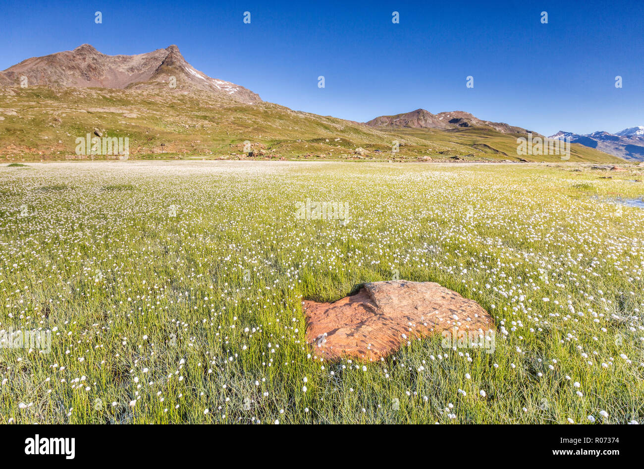 Felder aus Baumwolle Gras im Frühling blühen, Gavia Pass, Valfurva, Valtellina, Provinz Sondrio, Lombardei, Italien Stockfoto