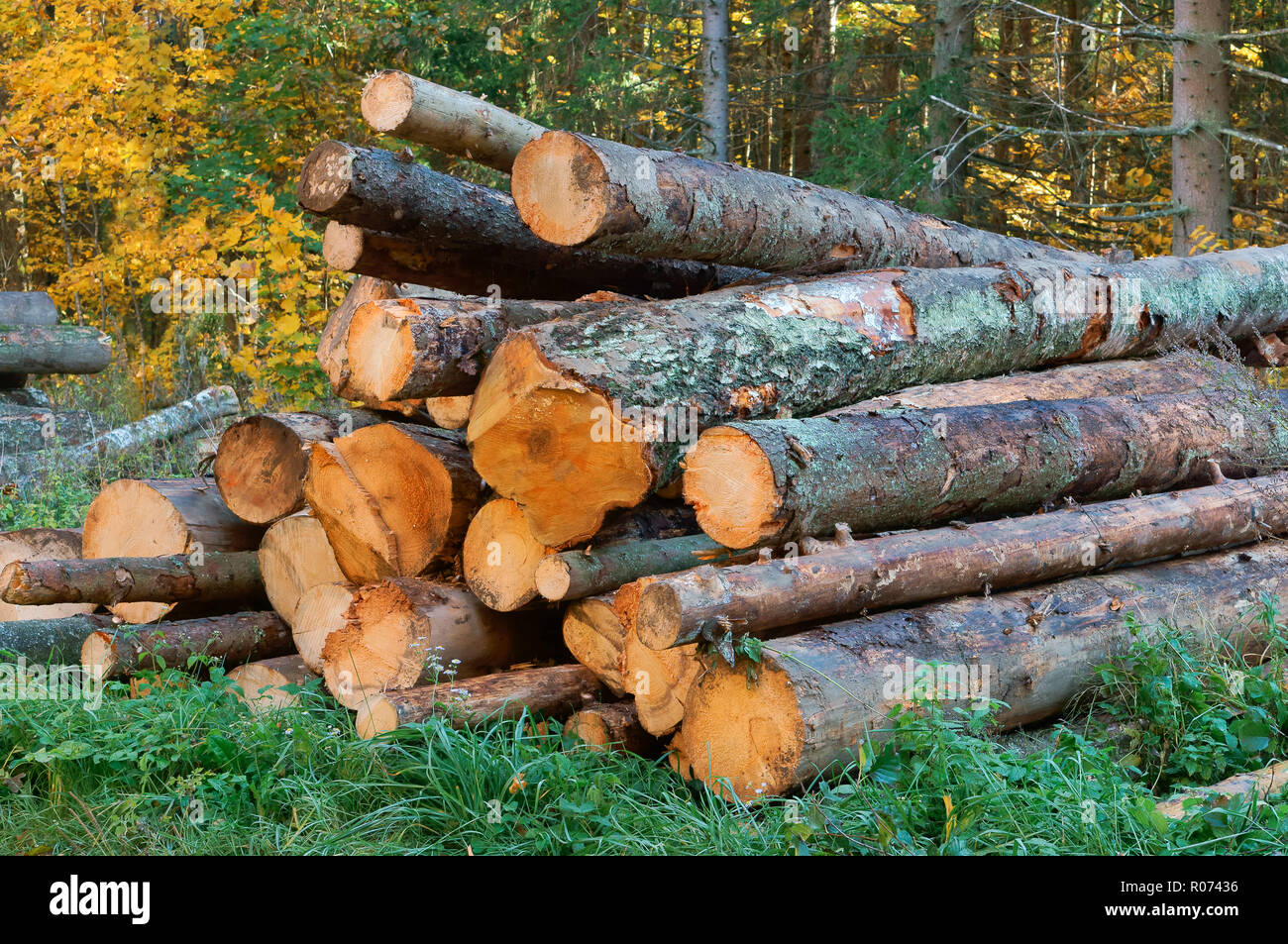 Protokolle übereinander gestapelt, Abholzung, Entwaldung, gefällte Baumstämme Stockfoto
