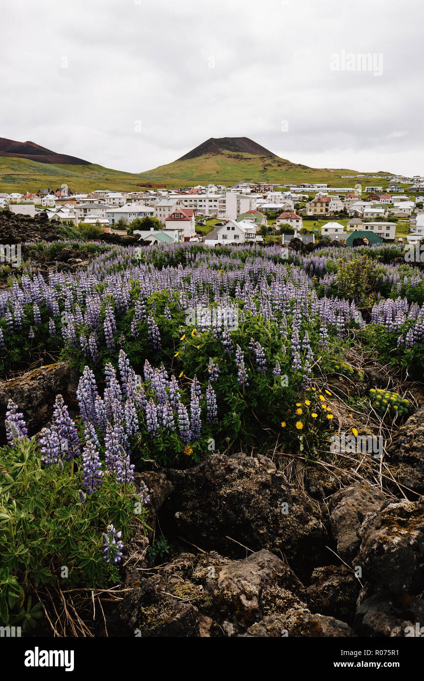 Die vulkanische Insel Heimaey im Vestmannaeyjar Archipel an der Südküste Islands. Stockfoto