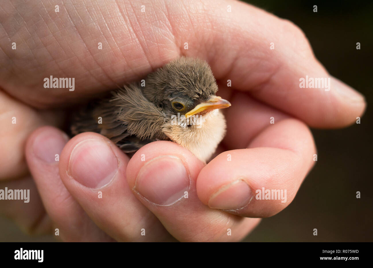 Kleine süße Vogel in der Hand eines Mannes sitzen Stockfoto