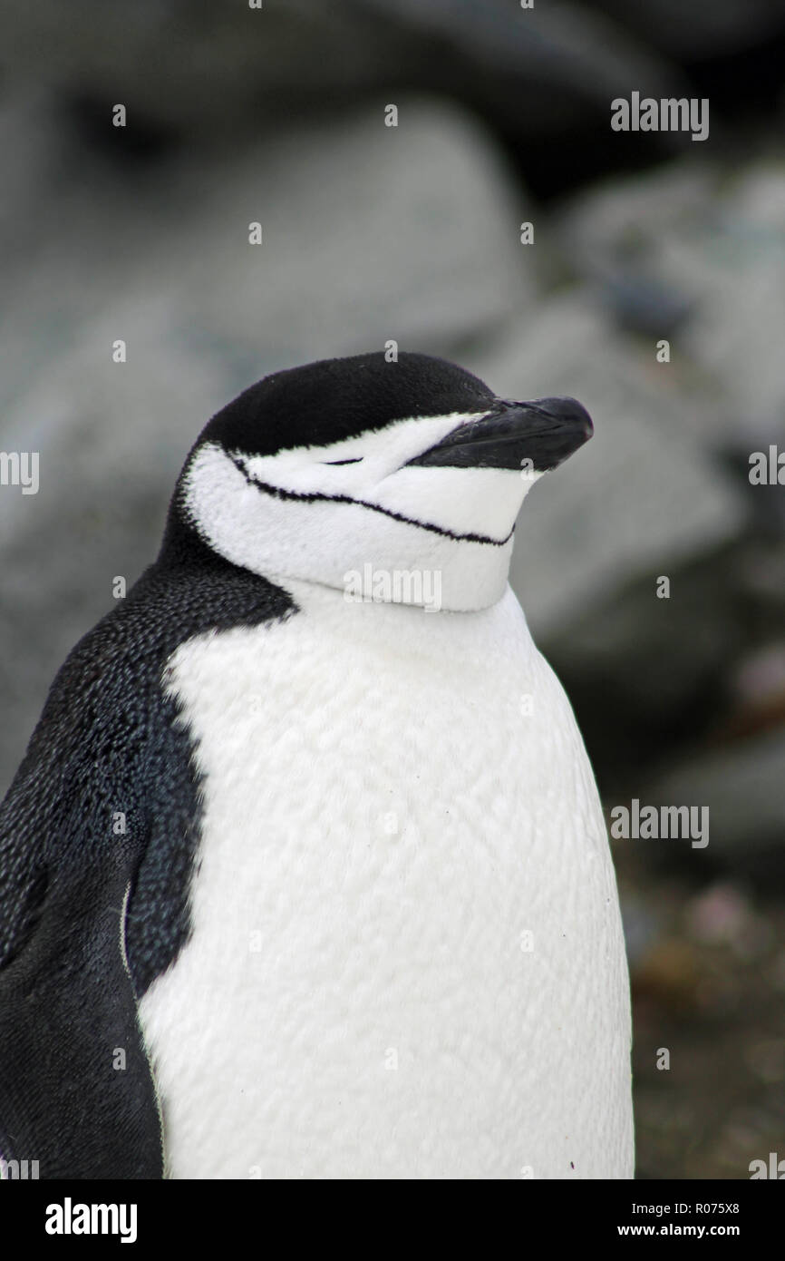 Porträt einer Zügelpinguin mit seinen Augen geschlossen, scheinbar in der Kontemplation - Antarktische Halbinsel Stockfoto