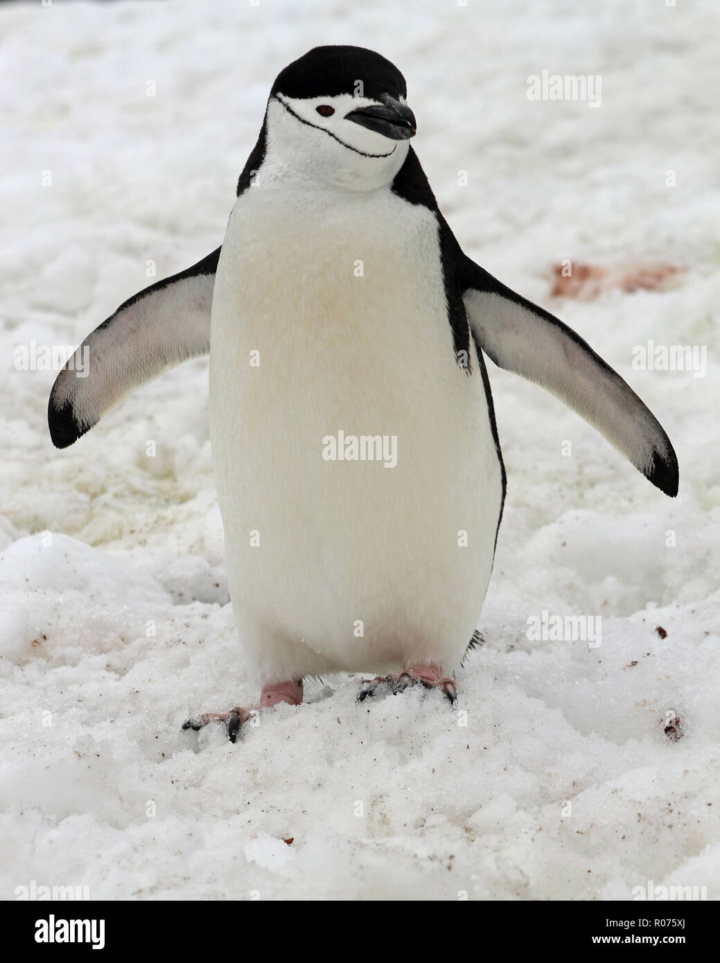 Nahaufnahme Porträt einer Zügelpinguin, flossen ausgestreckt, in der Antarktischen Halbinsel Stockfoto