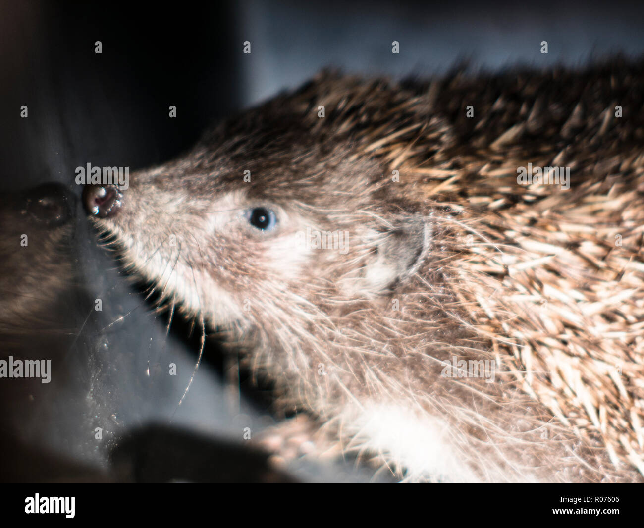 Schnauze Detail einer Angst Igel Stockfoto