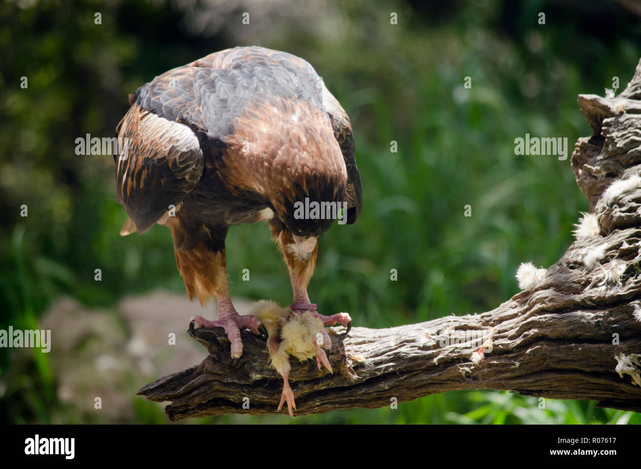 Die schwarze breasted Bussard ist Essen ein Baby chick Stockfoto