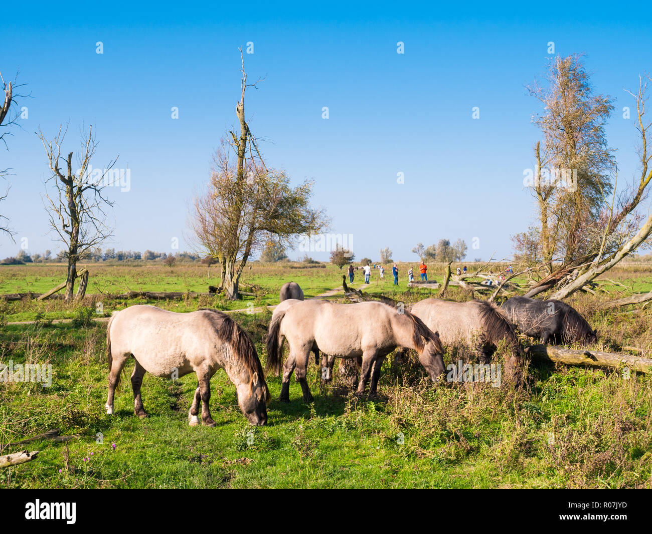 Grasende Herde von konik Pferde und Menschen zu Fuß im Naturschutzgebiet Oostvaardersplassen, Flevoland, Niederlande Stockfoto
