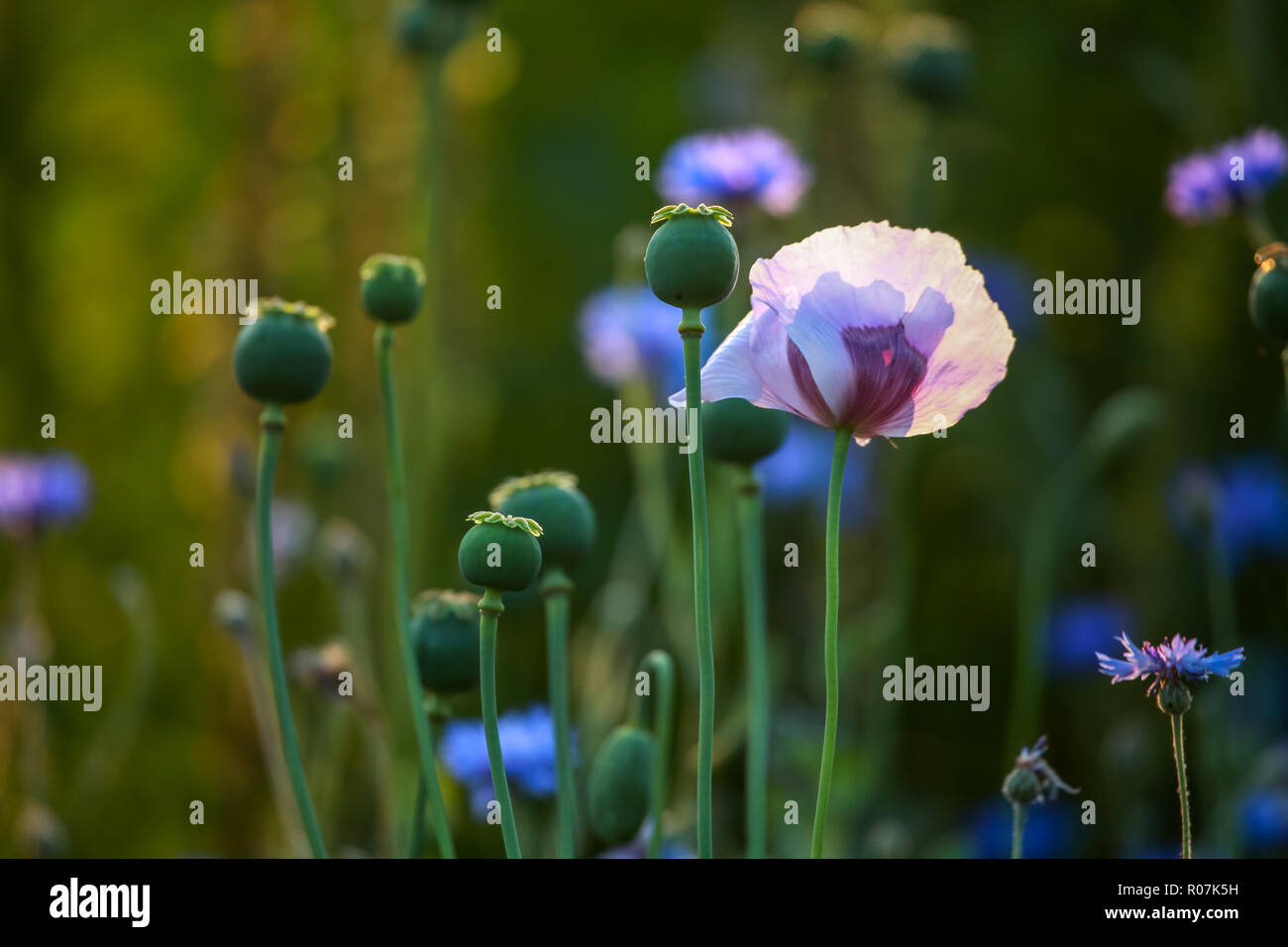 Ansicht von einem violetten Mohnblume und Mohn Kästen auf der grünen Wiese. Poppy ist krautige Pflanze mit auffälligen Blüten, Milchsaft und Runden Stockfoto