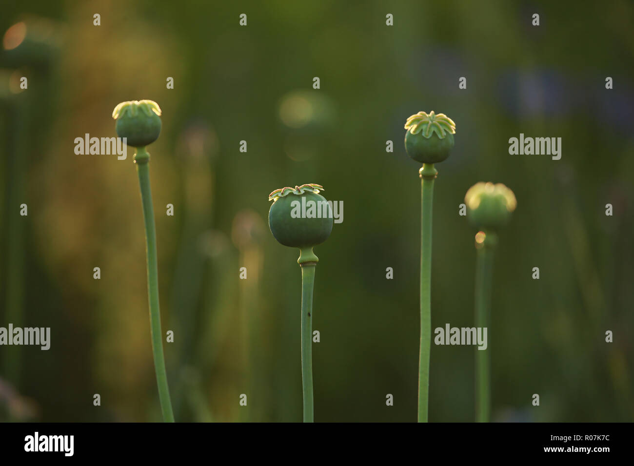 Vier Mohn Kästen auf der grünen Wiese. Poppy ist krautige Pflanze mit auffälligen Blüten, Milchsaft und abgerundete Samenkapseln. Stockfoto