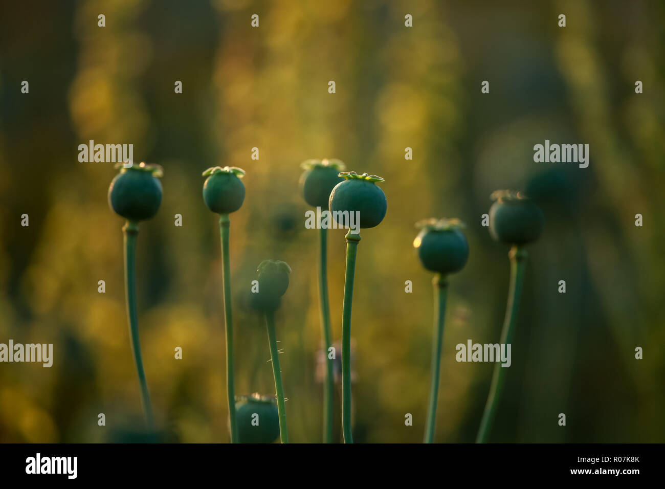 Mohn Kästen auf der grünen Wiese. Poppy ist krautige Pflanze mit auffälligen Blüten, Milchsaft und abgerundete Samenkapseln. Stockfoto