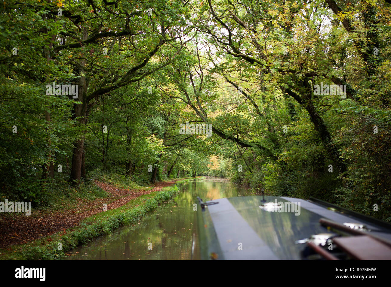 Der Oxford Canal (Norden) an allen Eichen Holz in der Nähe von Brinklow, Warwickshire, England, UK: überhängende Bäume im Frühherbst (WOP) Stockfoto