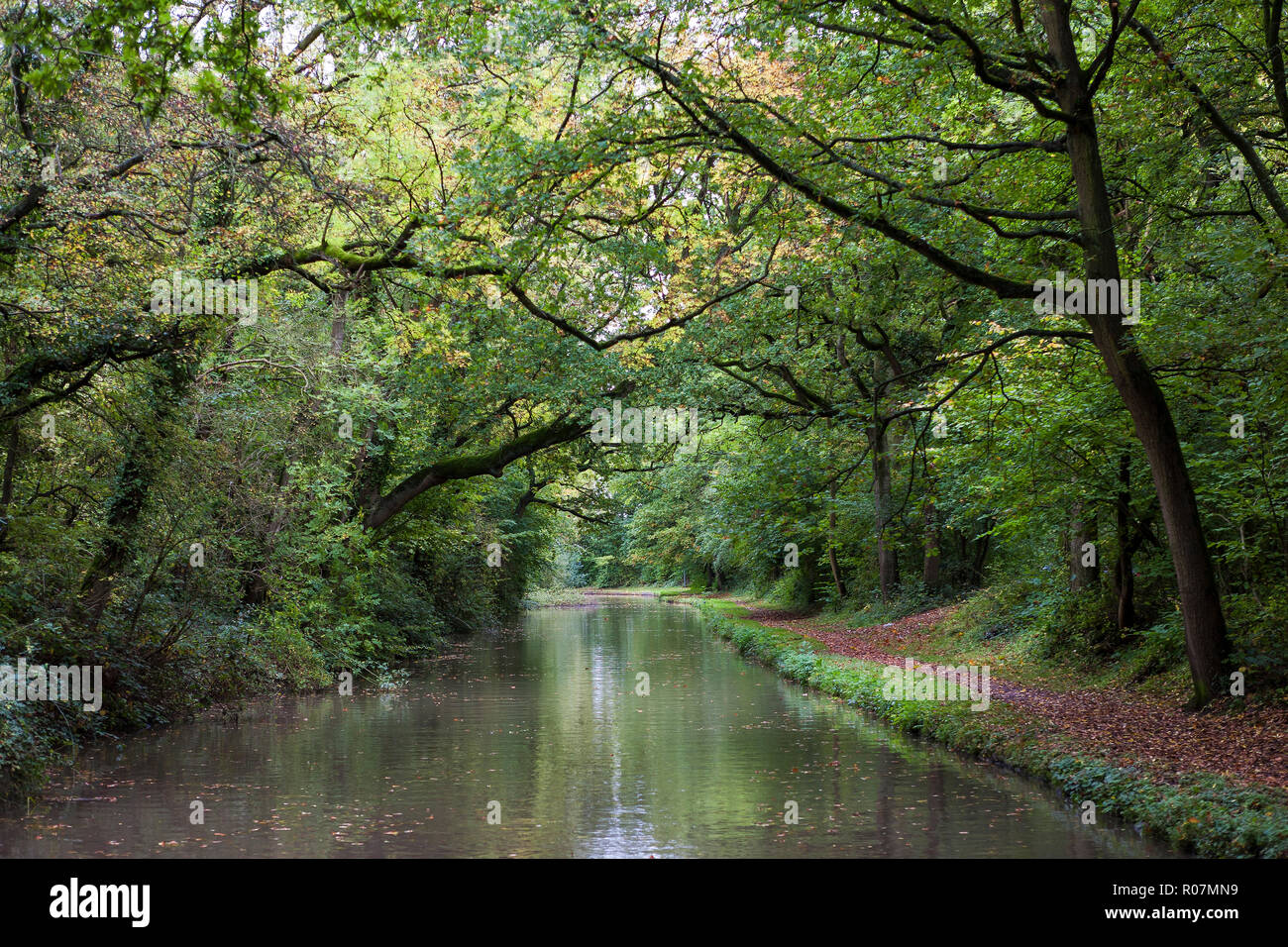 Der Oxford Canal (Norden) an allen Eichen Holz in der Nähe von Brinklow, Warwickshire, England, UK: überhängende Bäume im Frühherbst (WOP) Stockfoto