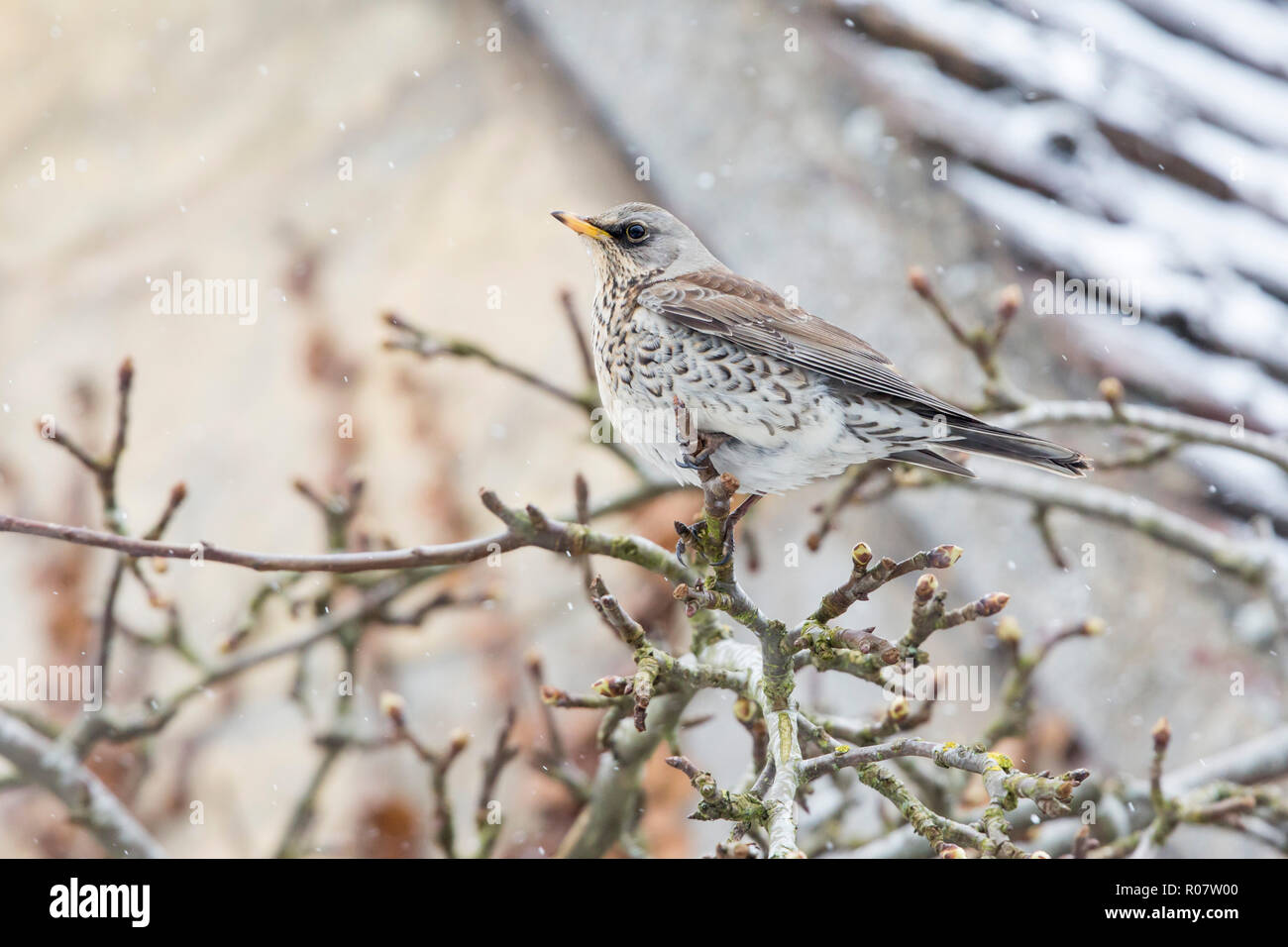 Eine einzelne Wacholderdrossel thront auf einem Zweig des Hauses Wand, Garten in den Cotswolds Worcestershire März Querformat 2018 Stockfoto