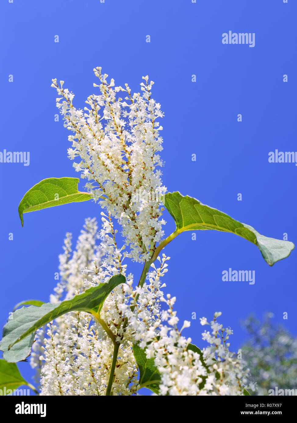 Blütenstände der japanische Knöterich (Fallopia japonica) mit kleinen weißen Blüten im Herbst Stockfoto