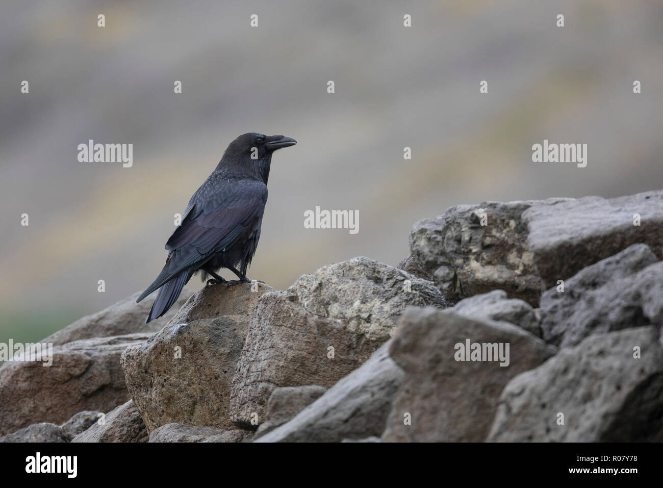 Kolkrabe, Kolk-Rabe, Kolk, Rabe, Corvus Corax, Kolkrabe, Nördliche raven, Raven, Le Grand Corbeau Stockfoto