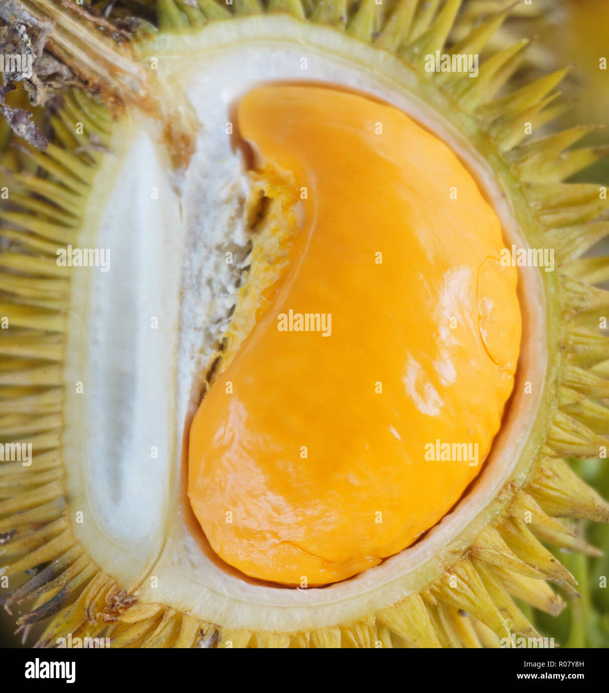 Geschälte orange durian Durian Dalit Kuning genannt, die in den Dschungel von Borneo. Stockfoto