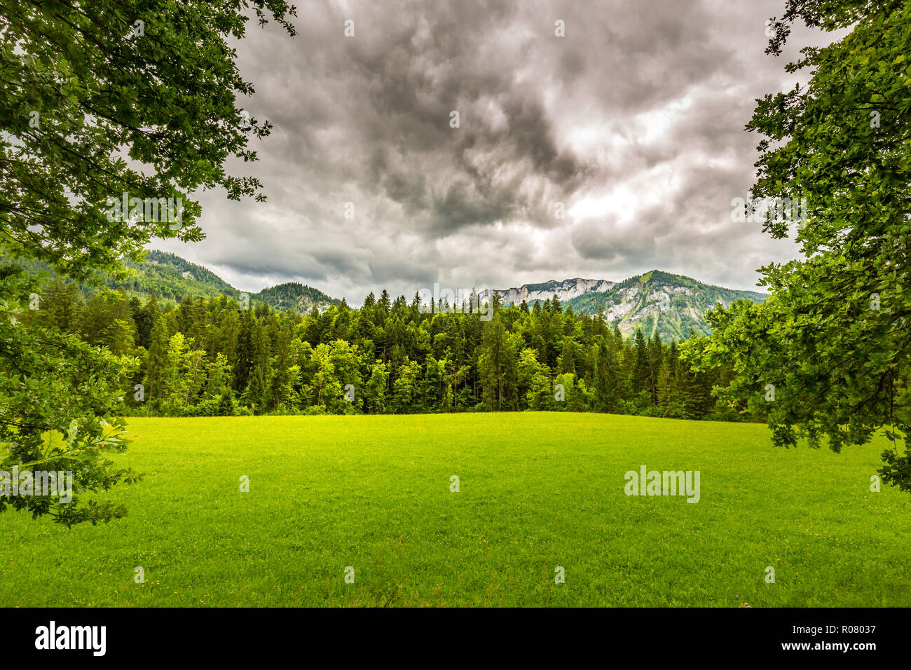 Der Baum im Sonnenlicht. Hinter dem Regen und Nebel in den Alpen. Holzzaun und bedecktem Himmel, grünen Rasen, grüne Bäume, ruhige Natur Landschaft Stockfoto