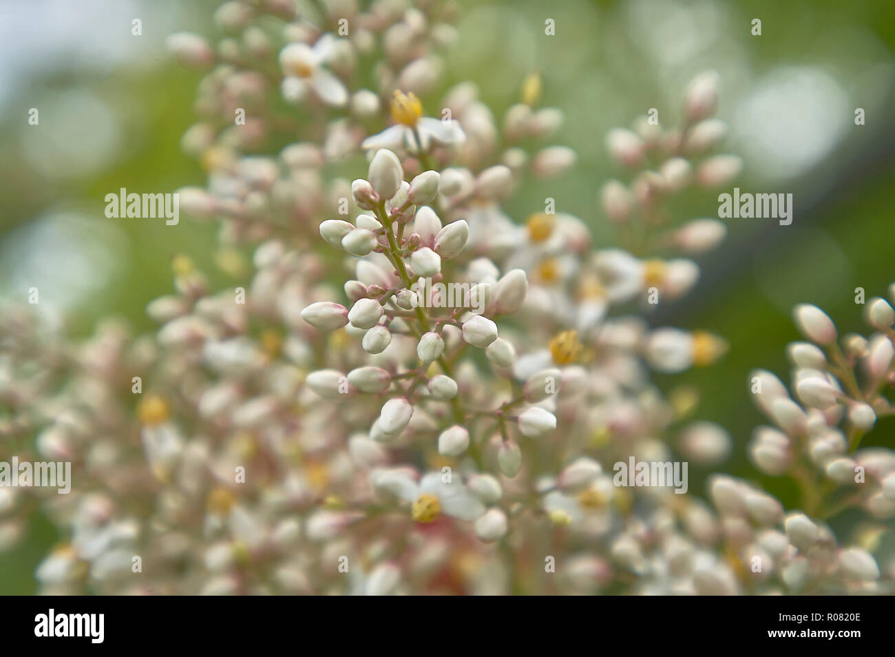 Kleine weiße Knospen der Blumen, die blühen im Frühjahr Stockfotografie