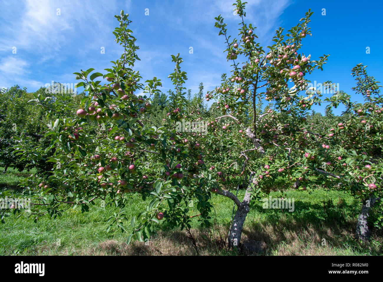 Bäume mit reife Äpfel für die Kommissionierung Stockfoto