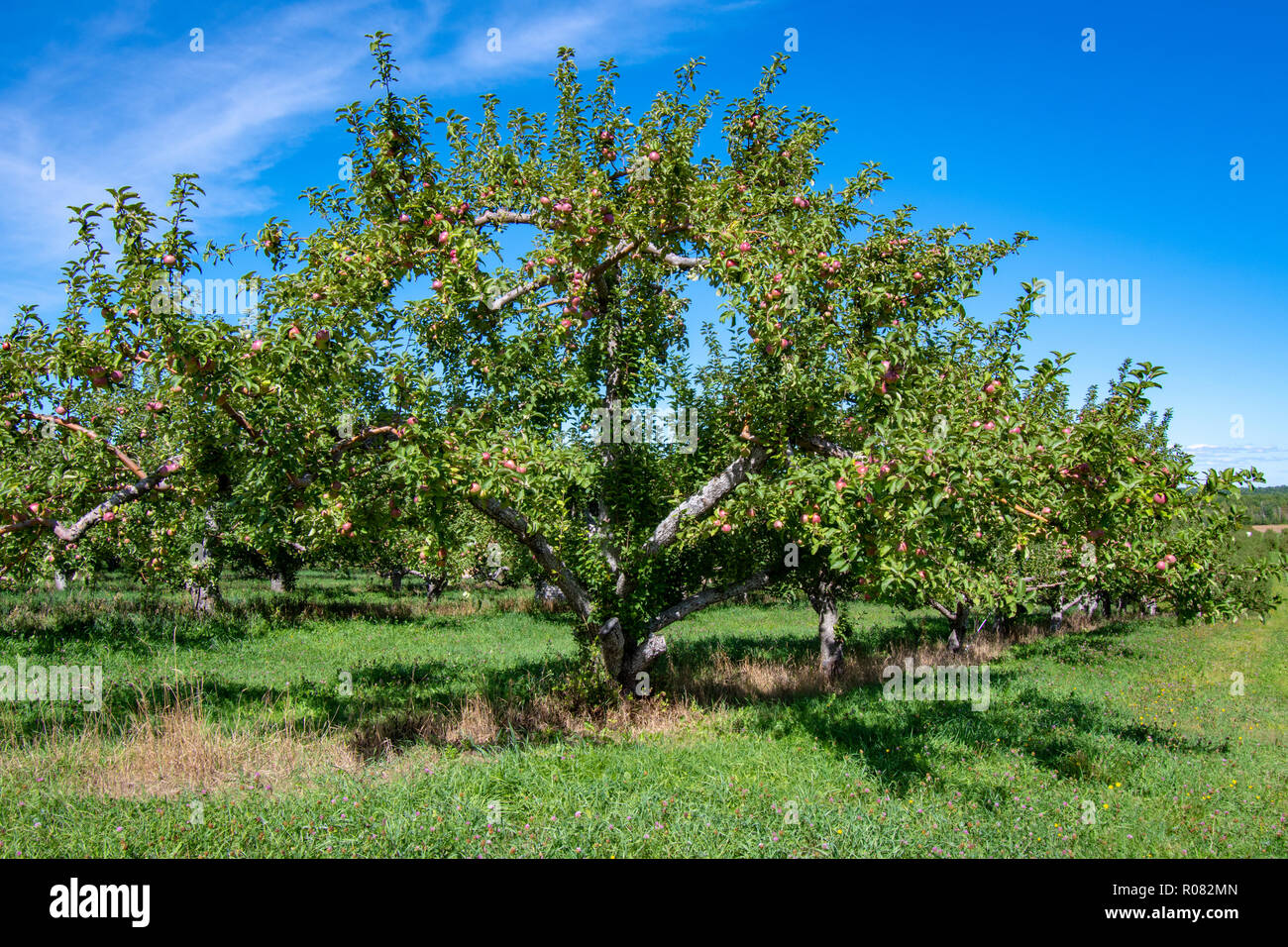 Bäume mit reife Äpfel für die Kommissionierung Stockfoto