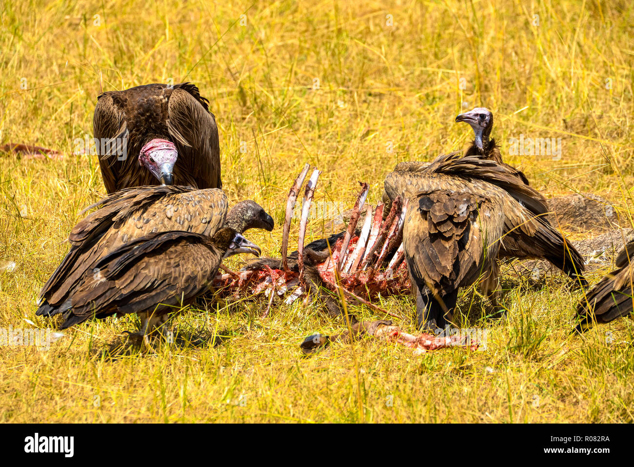 Kulturen in Tierkörper wildpark Masai Mara in Kenia Stockfoto