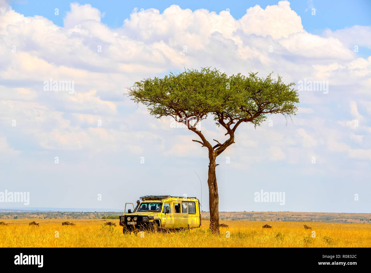 Jeep unter Akazie in der Savanne im Wildpark Masai Mara in Kenia Stockfoto