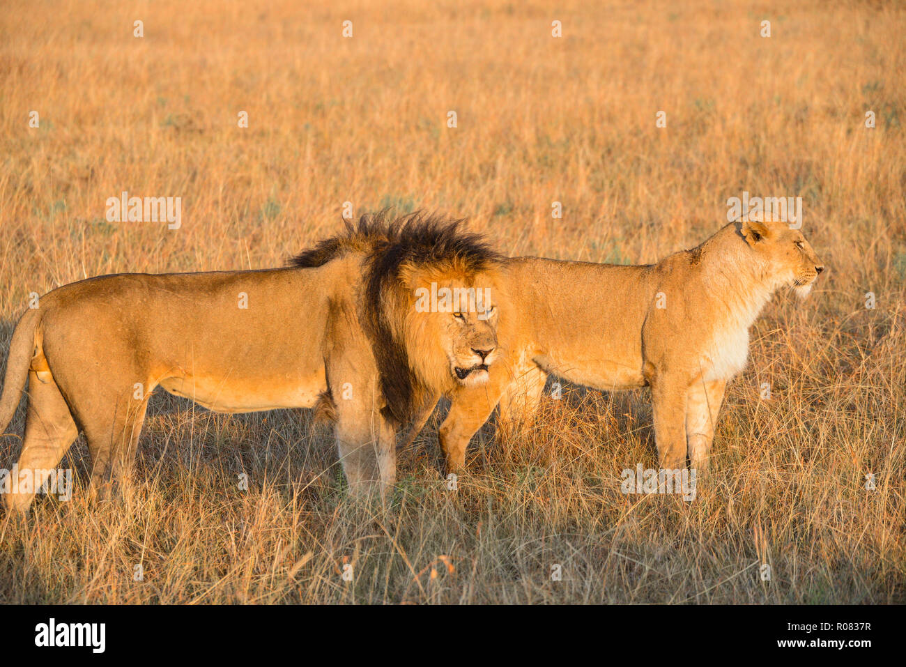 Wie Löwinnen und Löwen im Wildpark Masai Mara in Kenia, Afrika Stockfoto