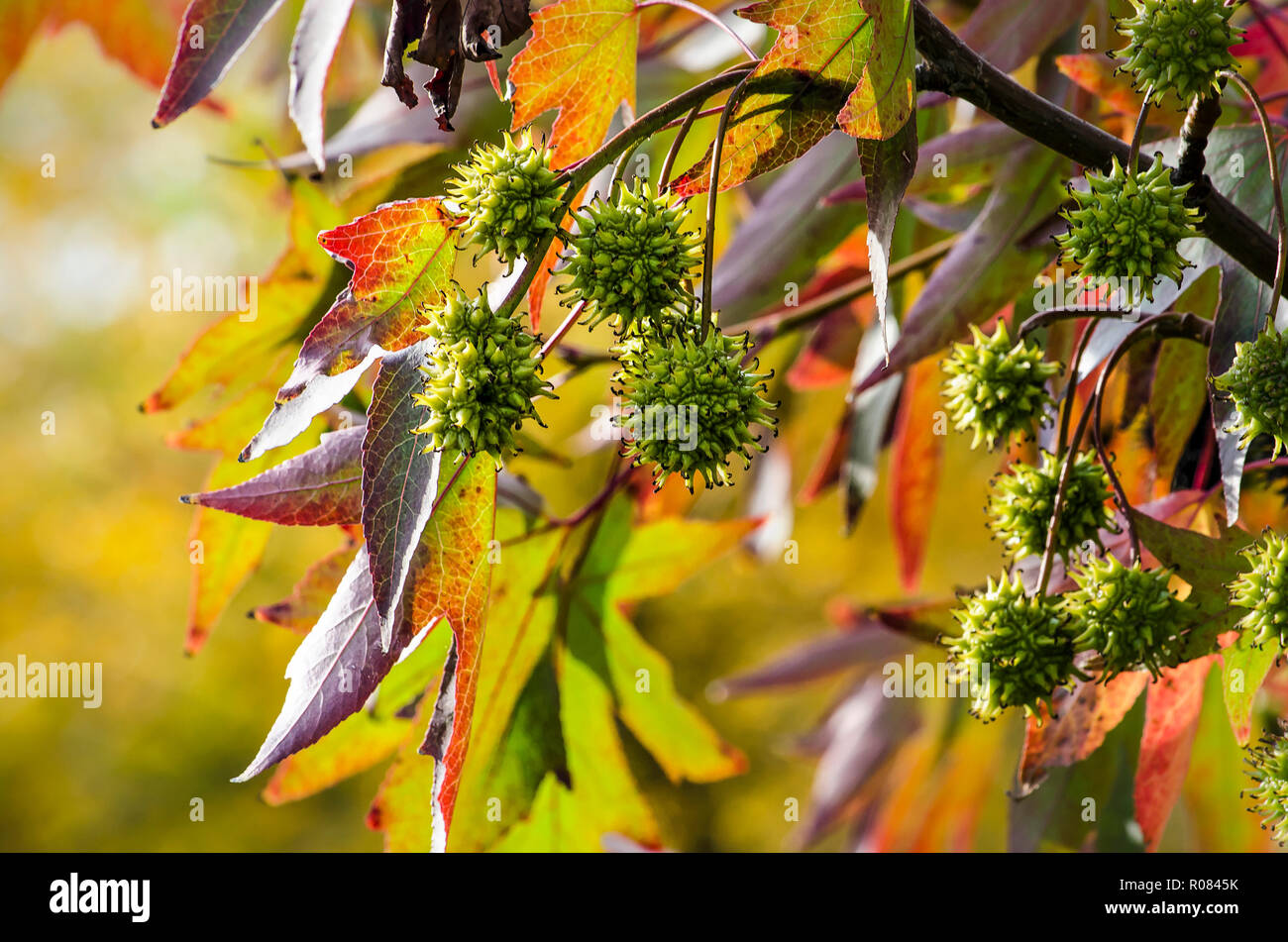 Nahaufnahme der Laub eines sweet Gum Tree (Liquidambar styraciflua) im Herbst mit sternförmigen Blätter und die stacheligen Früchte vor dem Hintergrund von LIGH Stockfoto