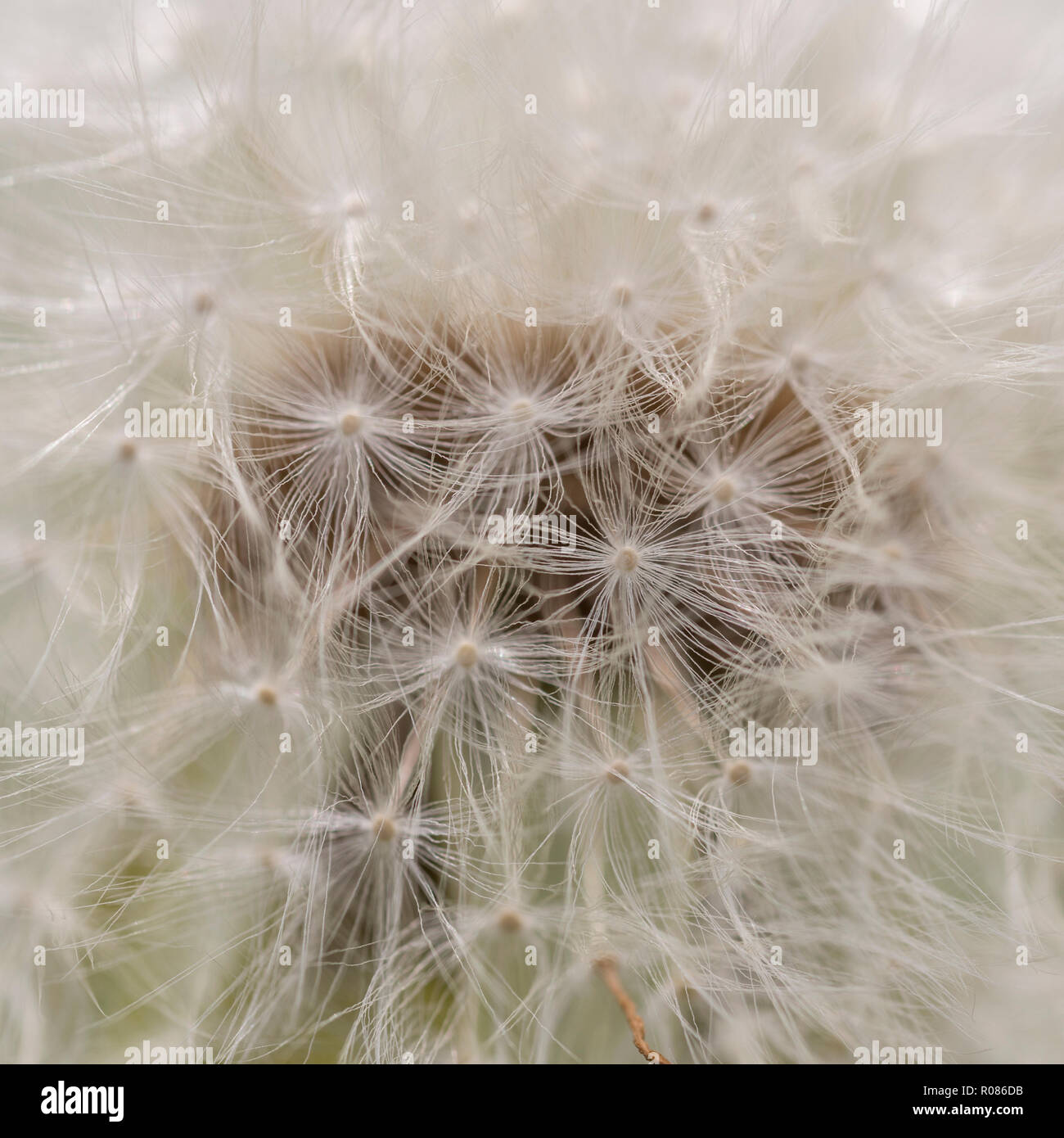 Close-up von einem Löwenzahn "clock" oder Saatgut. Stockfoto