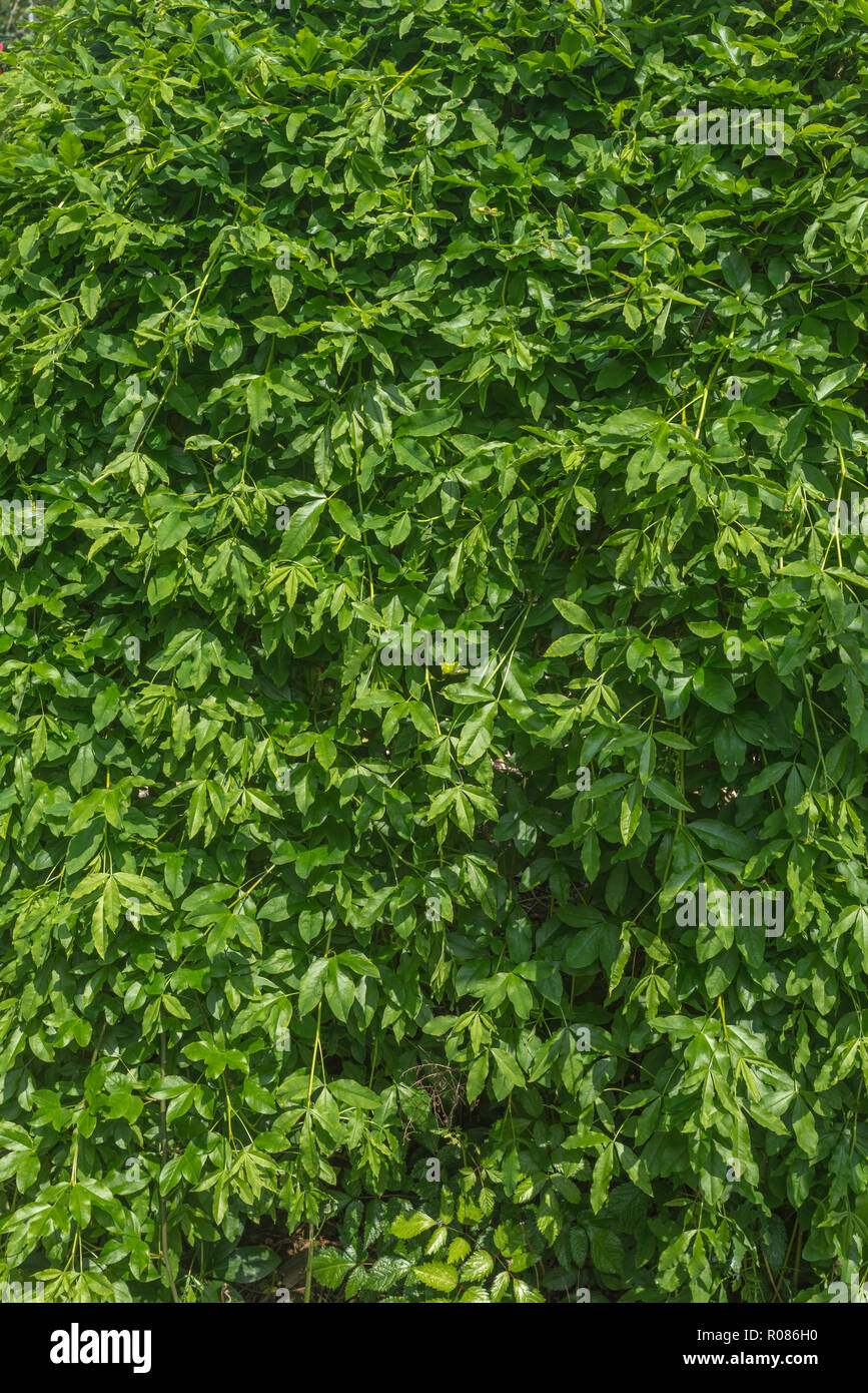 Blätter von goldregen Laburnum anagyroides/möglicherweise, die Gemeinsame Goldregen wächst in einem Garten. Goldregen ist stark giftig. Stockfoto
