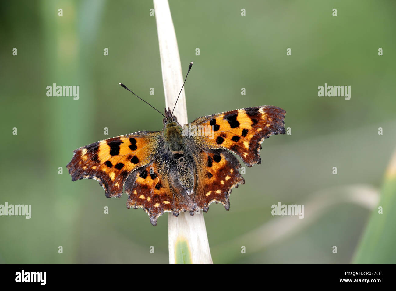 Polygonia c-Album, bekannt als das Komma Schmetterling Stockfoto