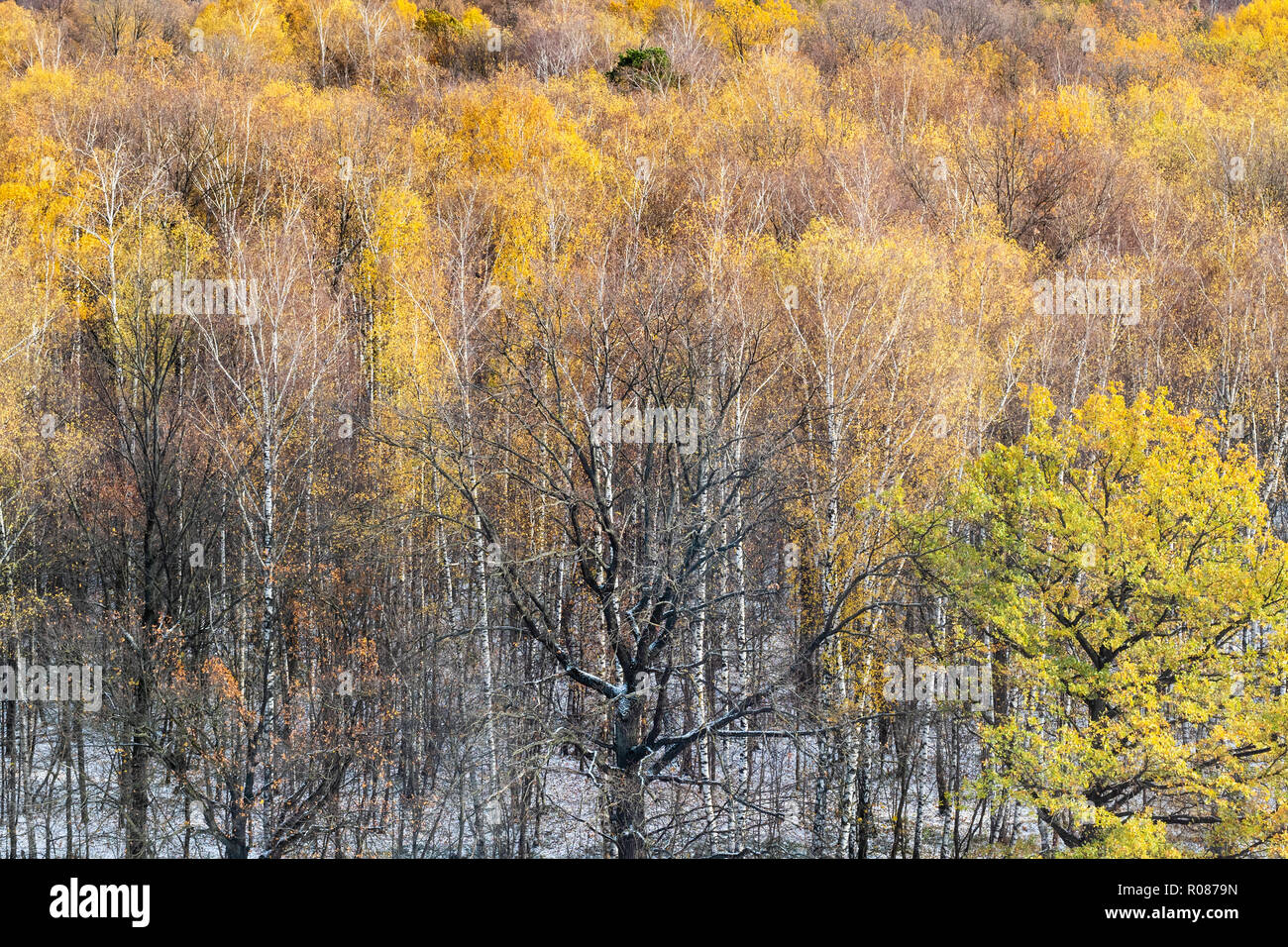 Oben Ansicht der erste Schnee in Gelb Herbst Wald im Oktober Tag Stockfoto