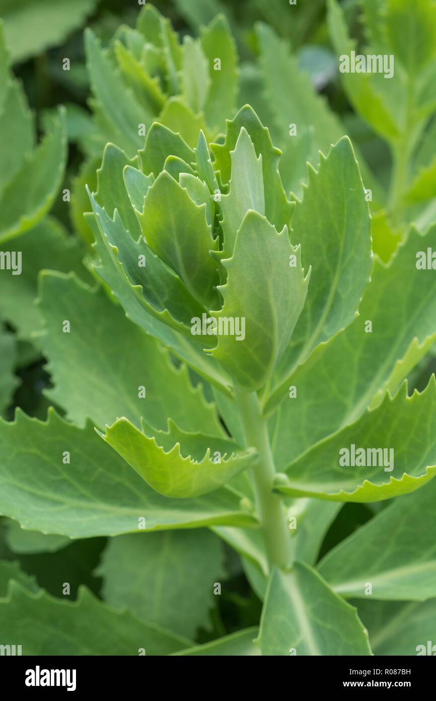 Der frühe Frühling Laub von Orpine/Sedum telephium im Garten Lage - also möglicherweise hybrid Version oder Unterarten. Ehemalige Kräuter Pflanze, Heilpflanze. Stockfoto