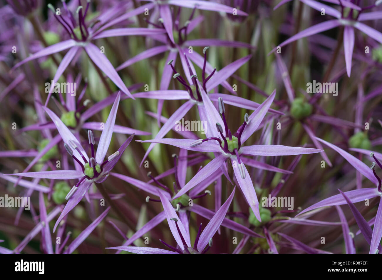 Lila Stern - wie Blumen in einem dekorativen Zwiebel geglaubt Persischen Zwiebel/Allium cristophii sein, oder eine sehr enge Variante. Stockfoto