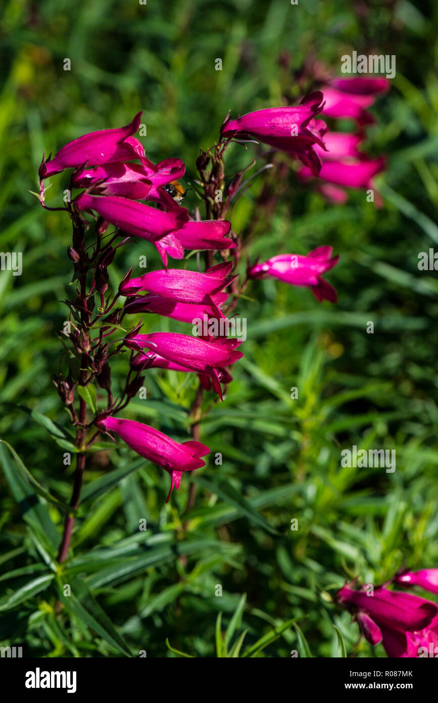 Die Blumen einer Penstemon Stockfoto