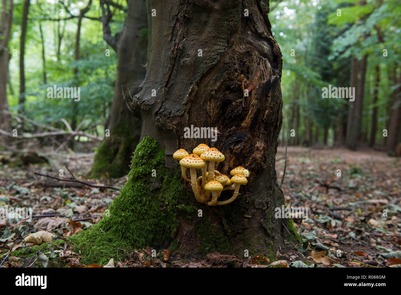 Golden Scalycap Pilz - Pholiota aurivella ist ein ungeniessbarer Pilz, wächst auf Reifen Buche. Bild in Ashridge Woods, Hertfordshire, Großbritannien Stockfoto
