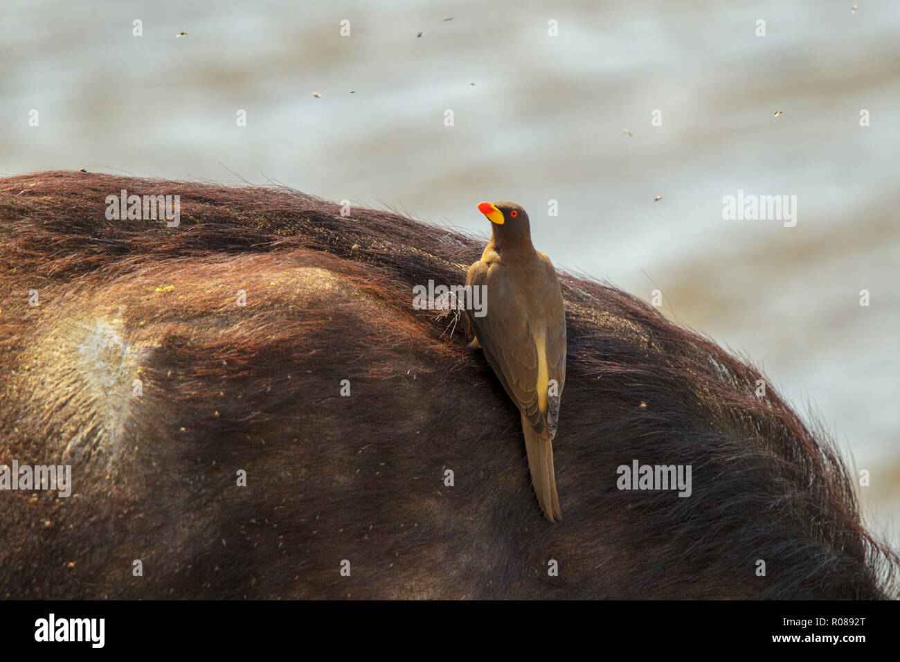 Yellow-billed Oxpecker Buphagus Africanus in der Nähe von mopani Campo, Krüger Nationalpark, Südafrika, 17. August 2018 Erwachsenen auf dem Büffel. Buphag Stockfoto